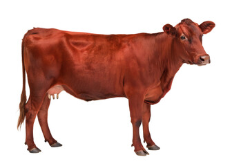 Side view of red cow standing isolated and generated with AI in png file format