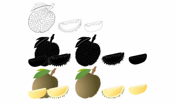 Realistic durian fruit vector set with whole and sliced pieces. Includes black and white, silhouette, and colored versions. Perfect for food, tropical, and exotic fruit designs