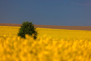Zielone drzewo na rzepakowym polu. Pomorze zachodnie. Pojezierze Drawskie,