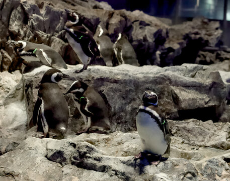 すみだ水族館で飼育されているペンギンの群れ