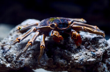 水族館の水槽で飼育されている蟹が石の上に乗っている