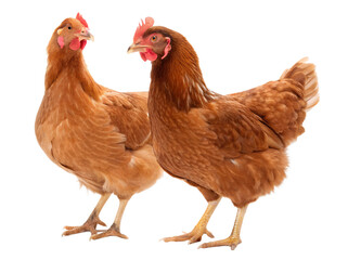 Side view of two brown hens or chickens standing isolated and generated with AI in png file format