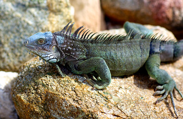 iguana on the rocks