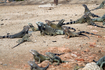 iguana on the beach