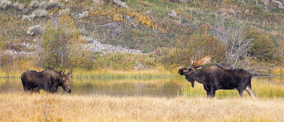 Bull and Cow Moose Rutting in Autumn in Grand Teton National Park Wyoming