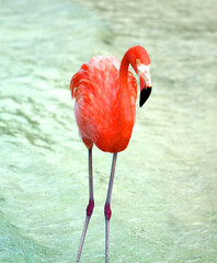 flamingo in the water