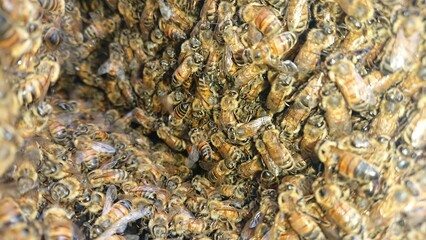 2043)Unlike the usual Japanese honeybees, it seems that my communication with Western honeybees is not sufficient(Photo taken at 15:34 on august 10, 2017)