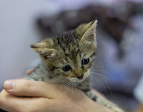 Holding a small, homeless tabby kitten during a checkup at a veterinary clinic, a veterinarian provides essential care and compassion, ensuring the little one receives needed support and love.