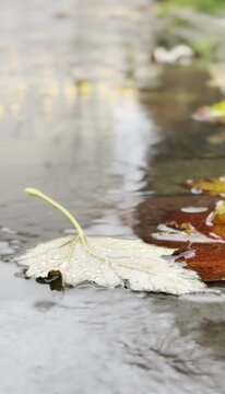 Colorful leaves resting on wet pavement after rain