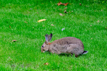rabbit in the grass