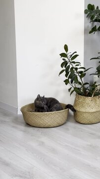 Cat relaxing in woven basket near indoor plants