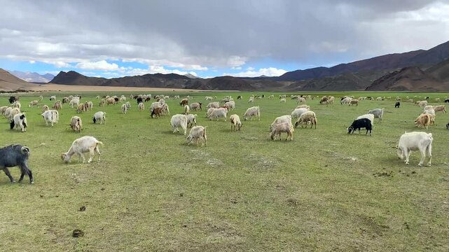 A herd of Pashmina wool goats graze near the Himalayan mountains in Rhongo Ladakh, India.