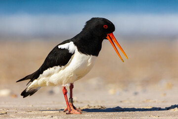 Oystercatcher (Haematopus ostralegus) walking on a sandy beach. A bird on the beach. Detail of a bird.