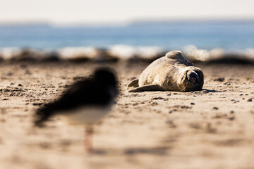 harbour seal lying on the beach with its eyes closed on the island of Helgoland and Eurasian...
