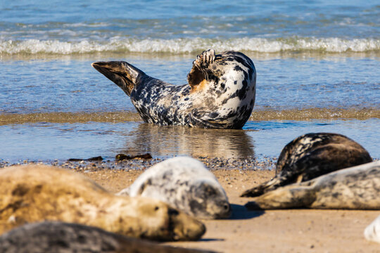A gray seal pup on a sandy beach (Halichoerus Grypus). A small seal resting on a sandy beach.