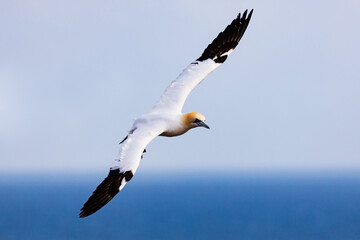 Northern Gannets in various flying and flight positions over the North Sea off the island of Helgoland