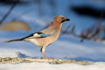 Euroasian Jay