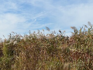 한국 가을 갈대밭 | Reed field in Korea | Korean reed field | autumn