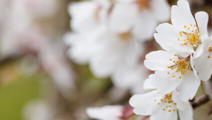 Floral spring nature background. White flower