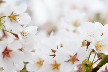 Macro background with white spring flower