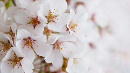 Blossom background with white spring flower