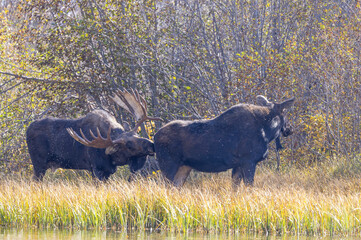 Bull and Cow Moose Rutting in Autumn in Grand Teton National Park Wyoming