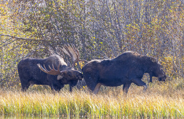 Bull and Cow Moose Rutting in Autumn in Grand Teton National Park Wyoming