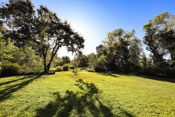 Serenity in the Park: Lush green park bathed in sunlight, showcasing sprawling trees and a tranquil...