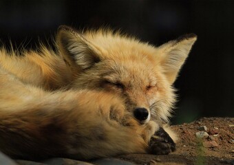 Sleeping Fox: Peaceful scene of a red fox sleeping curled up, soft golden fur highlighted in the gentle sunlight, tranquil moment captured.
