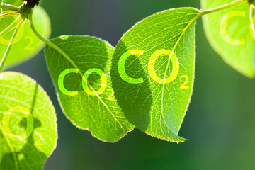 Carbon dioxide absorption concept. CO2 inscription on green leaves isolated on white background