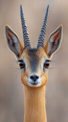 Fototapeta premium Nature, Animals, Forest, Birds, Rivers, Desert, Professional Photography, Blur Background Style, Picture for Frames, Banners, Background for Cell Phone and PC, Cell Phone Screen and Cover, Mouse Pad, 