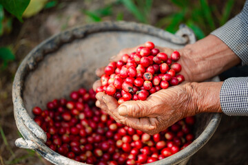 Close up hand harvest red ripe coffee seed robusta arabica berry harvesting coffee farm. Hand...