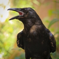Vocal Black Crow: Detailed portrait of a black crow, beak open mid-caw, sharp eyes, vibrant against a blurred green backdrop.
