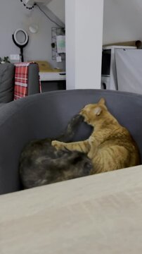 Ginger cat explores cozy living room space