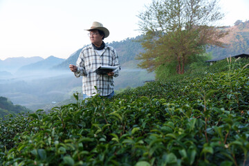 The owner of a world-class tea plantation inspects the quality and growth of tea leaves on his...