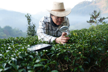 The owner of a world-class tea plantation inspects the quality and growth of tea leaves on his...