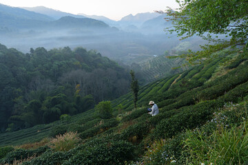The owner of a world-class tea plantation inspects the quality and growth of tea leaves on his...