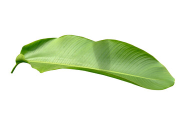 Fototapeta premium Group Plant leaves Green nature Tropical forest isolated on transparent background - png.(PHOTO)