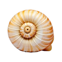 Fototapeta premium seashell isolated on white background