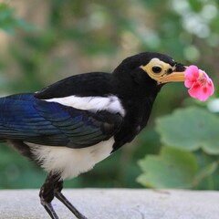 Floral Messenger: A black bird holding a pink flower, set against a green leafy backdrop, offering a touch of nature's beauty.
