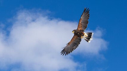 red tailed hawk