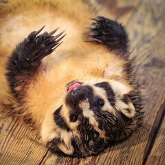 Playful Badger: A badger lying on its back with claws out and a charming expression, capturing the...