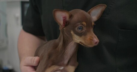 A veterinarian in a medical gown holds a small puppy during a medical examination, ensuring that the pet receives the proper care and attention for its health and well-being. Dog at the veterinarian.