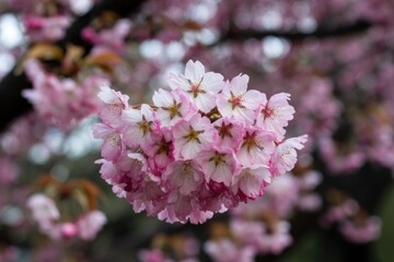 Obraz premium A cluster of delicate pink cherry blossoms, blooming in spring, showcasing their vibrant petals.