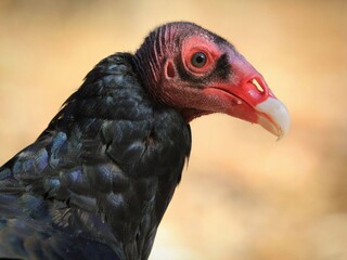 Intriguing Turkey Vulture: Close-up of a turkey vulture, detailed black feathers, striking red head, and white beak against a blurred background.
