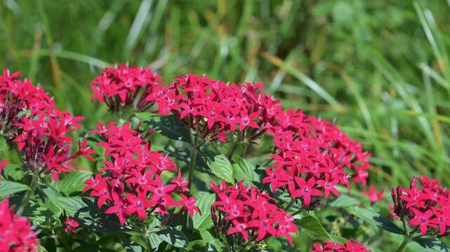 Beautiful Star Cluster (pentas lanceolata) flowers.