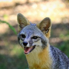 Alert Gray Fox: Detailed portrait of a gray fox with sharp expression, detailed fur texture, set in a natural wooded area.
