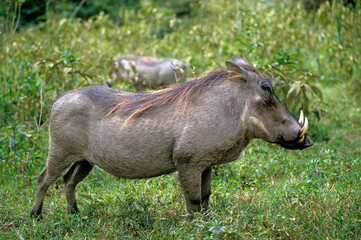 Phacochére, Phacochoerus aethiopicus,