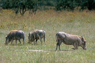 Phacochére, Phacochoerus aethiopicus,