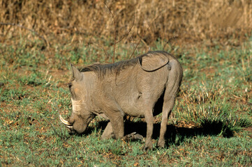 Phacochére, Phacochoerus aethiopicus,